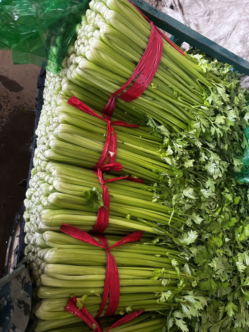 精品西芹全年供应专业清芹菜团队