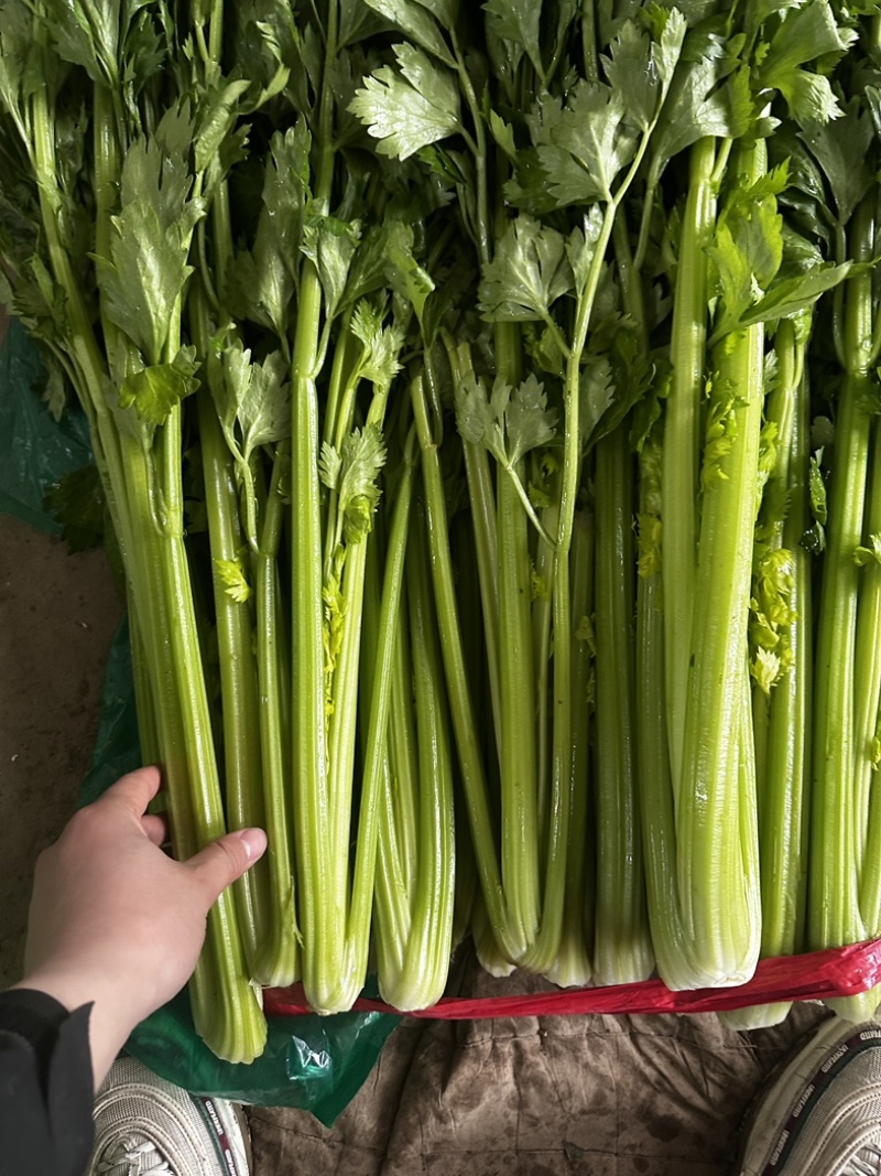 精品西芹全年供应专业清芹菜团队