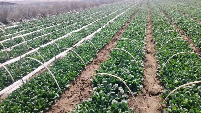 山东黑将军菠菜近期大量上市火爆热卖中欢迎您光临采购