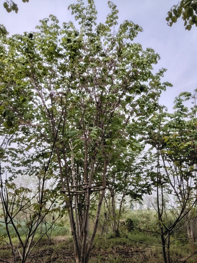 巨紫荆