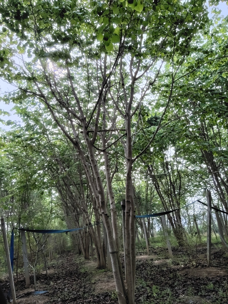 巨紫荆