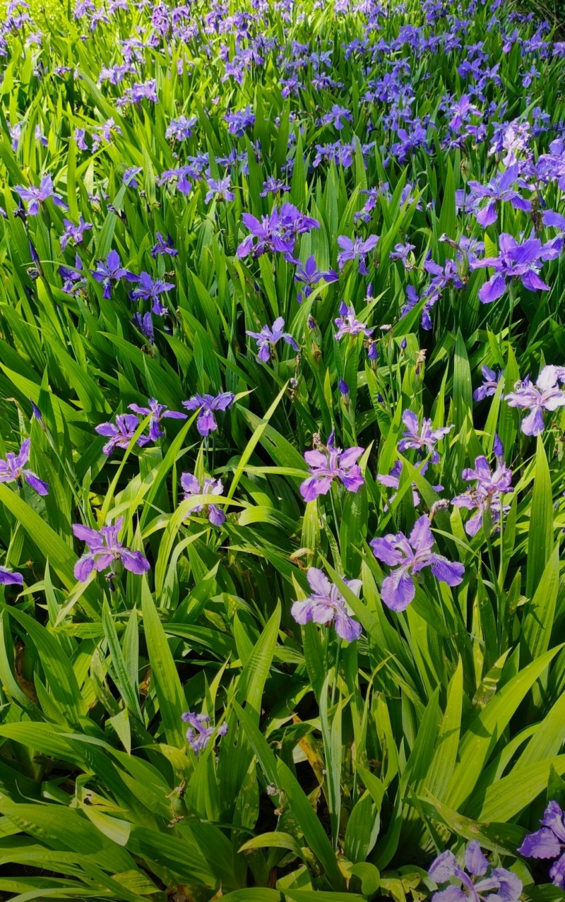 兰花鸢尾基地批发