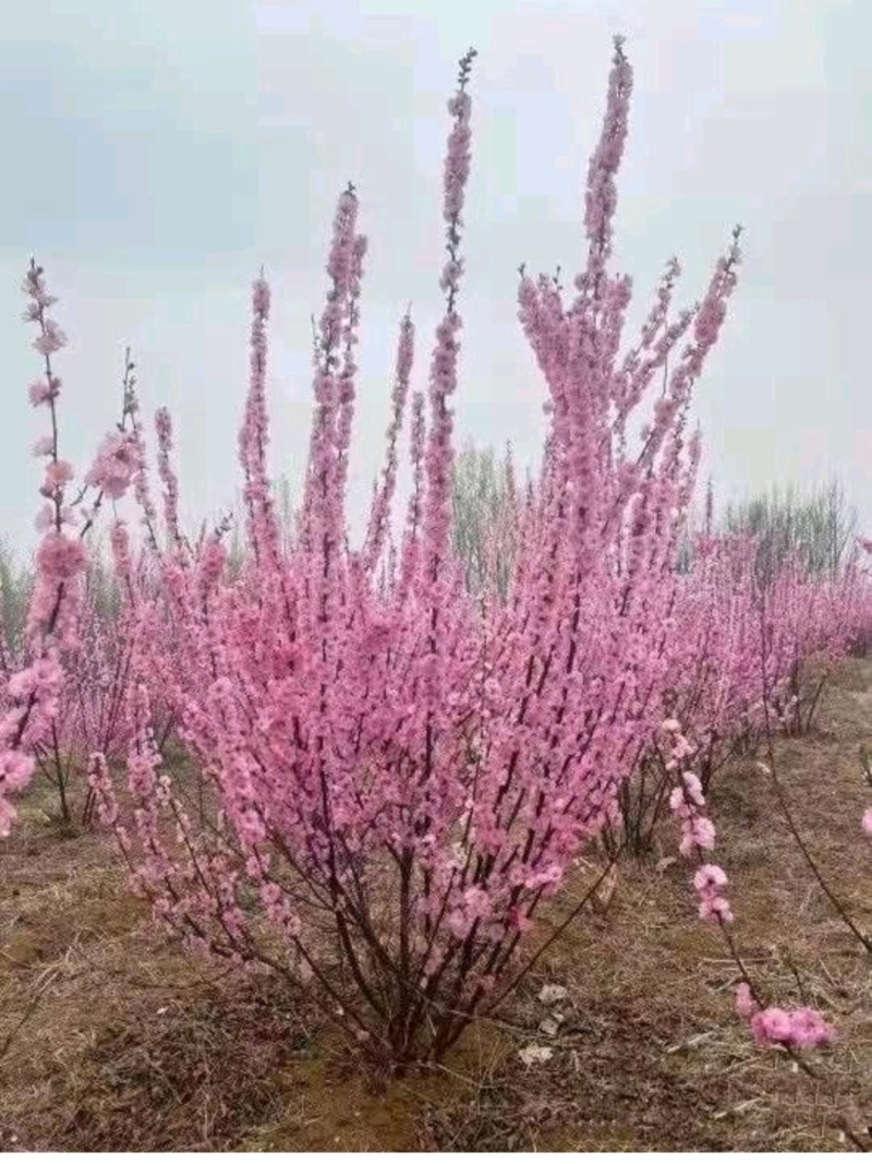 榆叶梅基地产地批发报价