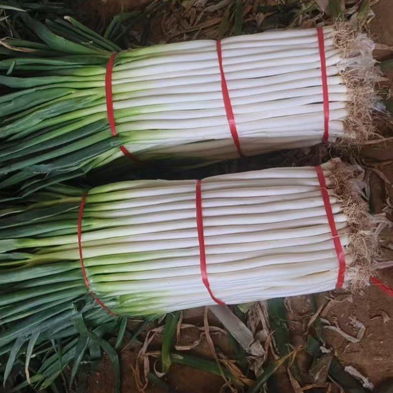 细大葱铁杆大葱基地直发保质保量价格实惠运输便利欢迎电联