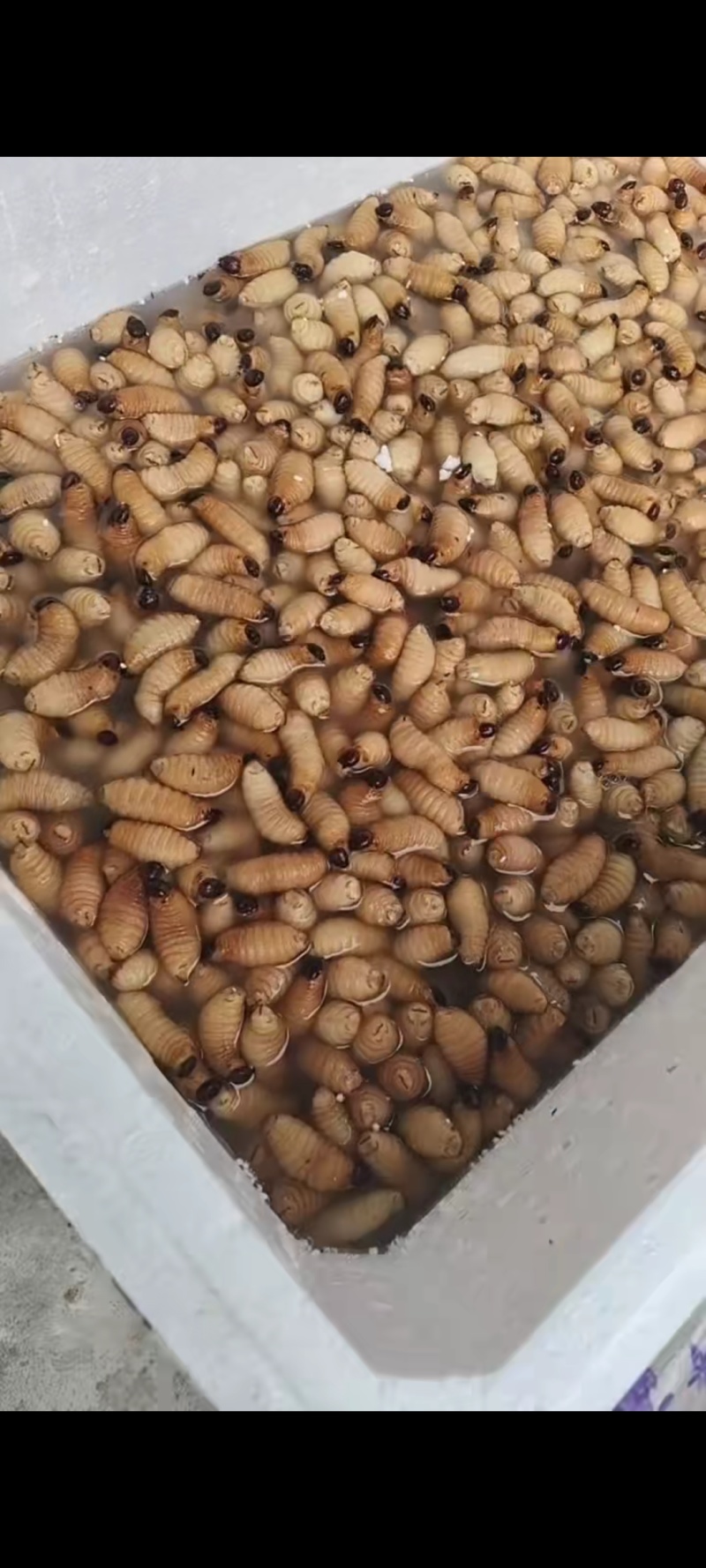 竹虫