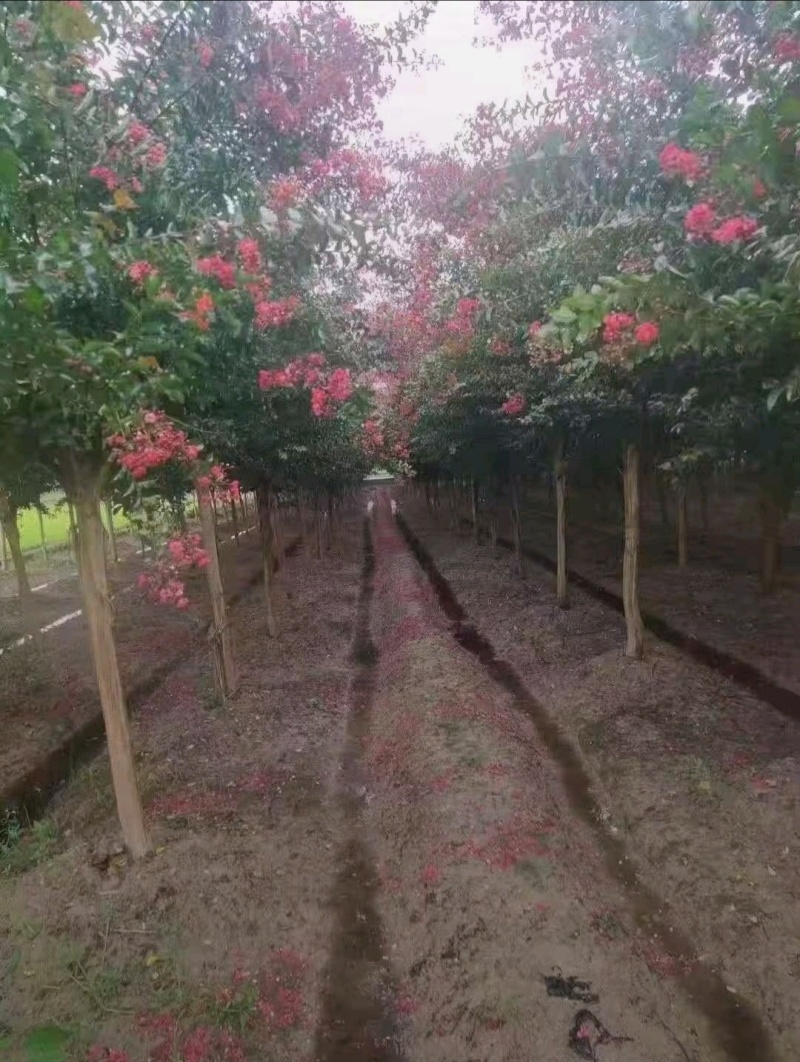 紫薇高杆紫薇丛生紫薇基地