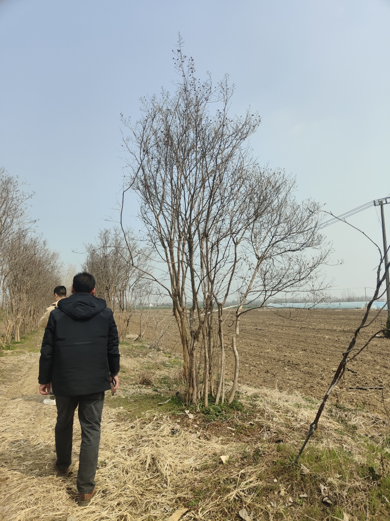 紫薇高杆紫薇丛生紫薇基地