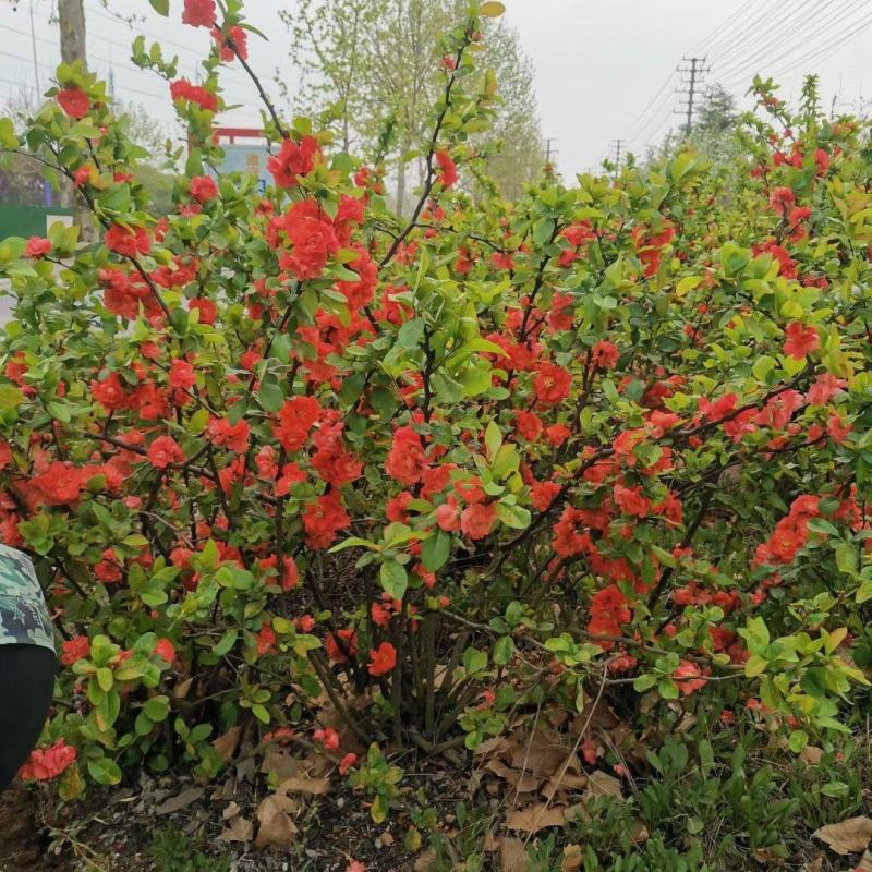 贴梗海棠产地直发报价