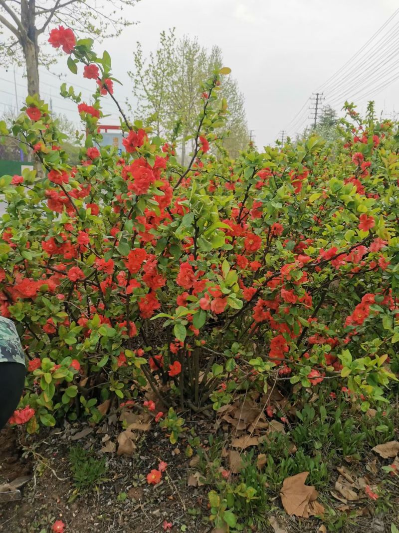 贴梗海棠产地直发报价