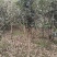 金桂花树供应3/10公分粗桂花树靓货