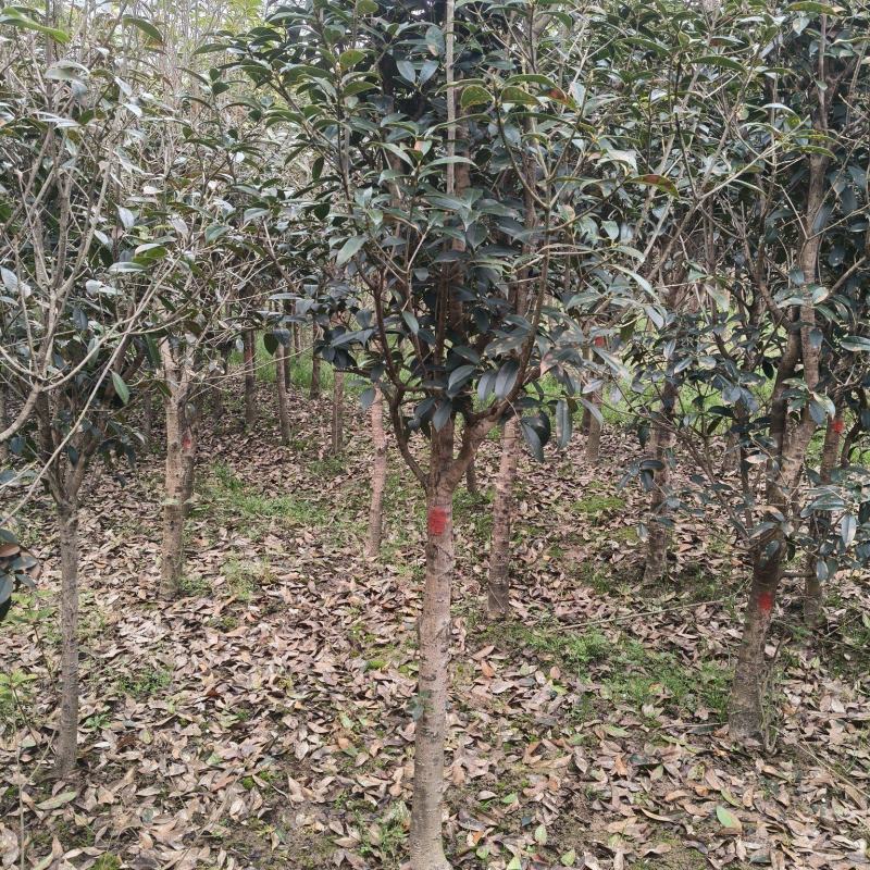 金桂花树供应3/10公分粗桂花树靓货