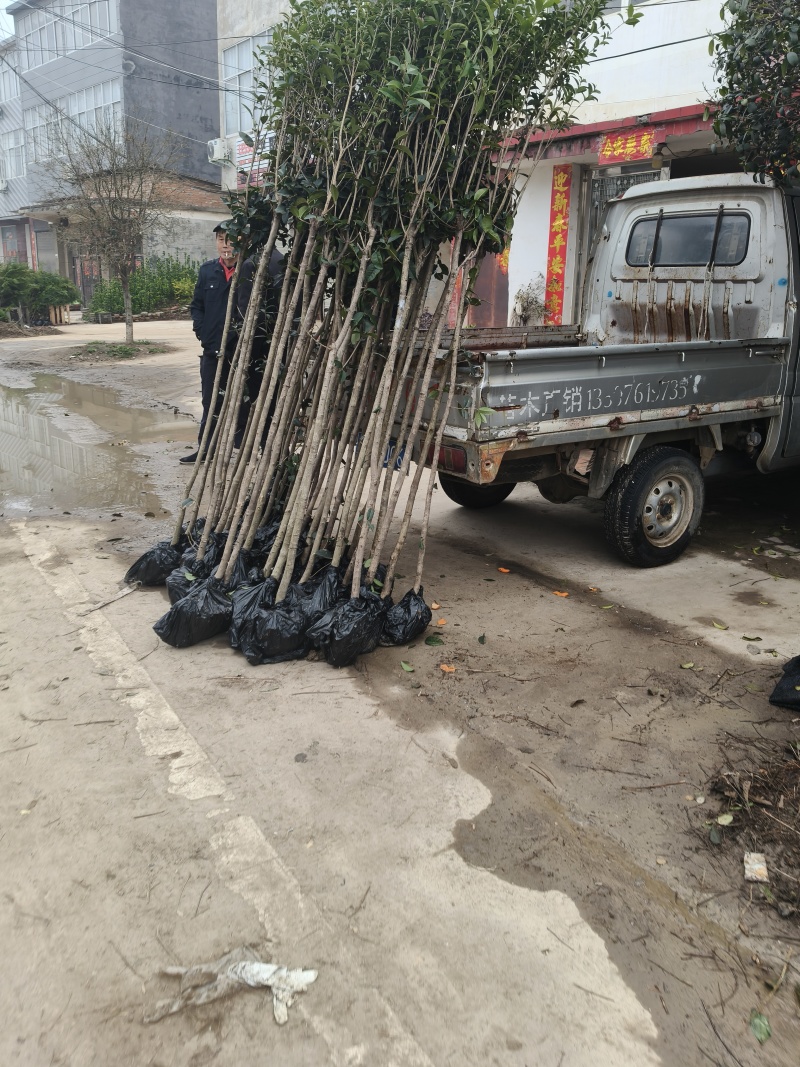 金桂花树供应3/10公分粗桂花树靓货