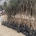 金桂花树供应3/10公分粗桂花树靓货