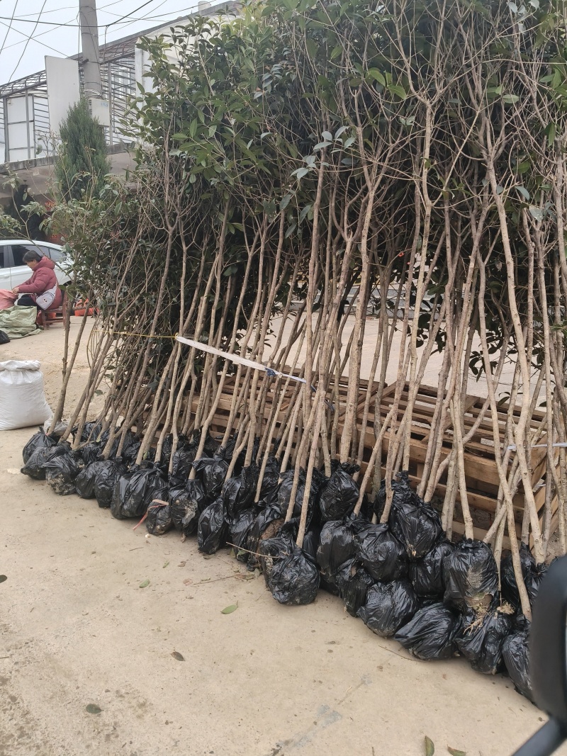 金桂花树供应3/10公分粗桂花树靓货