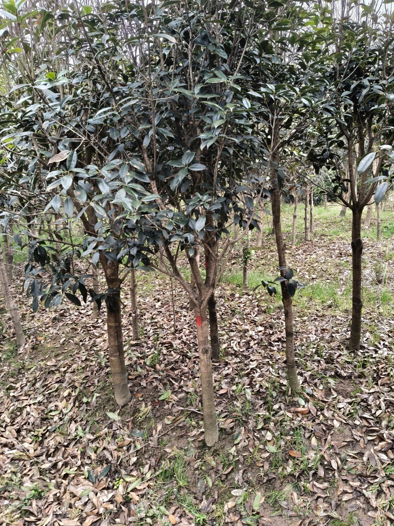 金桂花树供应3/10公分粗桂花树靓货