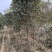 金桂花树供应3/10公分粗桂花树靓货