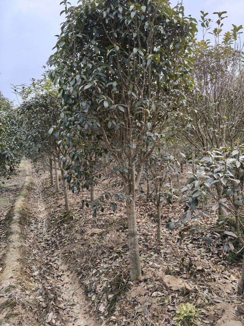 金桂花树供应3/10公分粗桂花树靓货