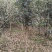 金桂花树供应3/10公分粗桂花树靓货
