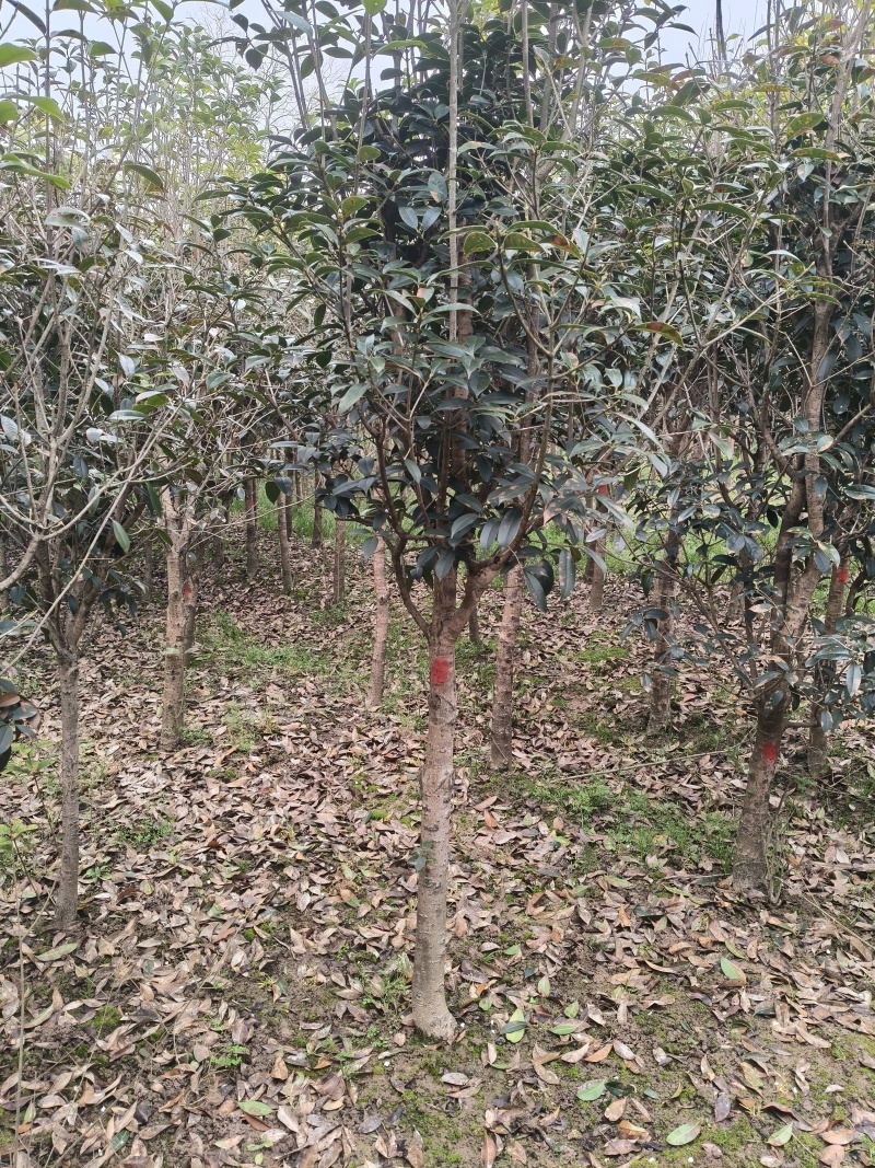 金桂花树供应3/10公分粗桂花树靓货