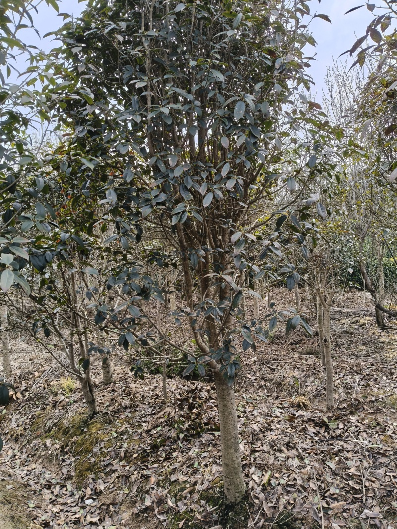 金桂花树供应3/10公分粗桂花树靓货