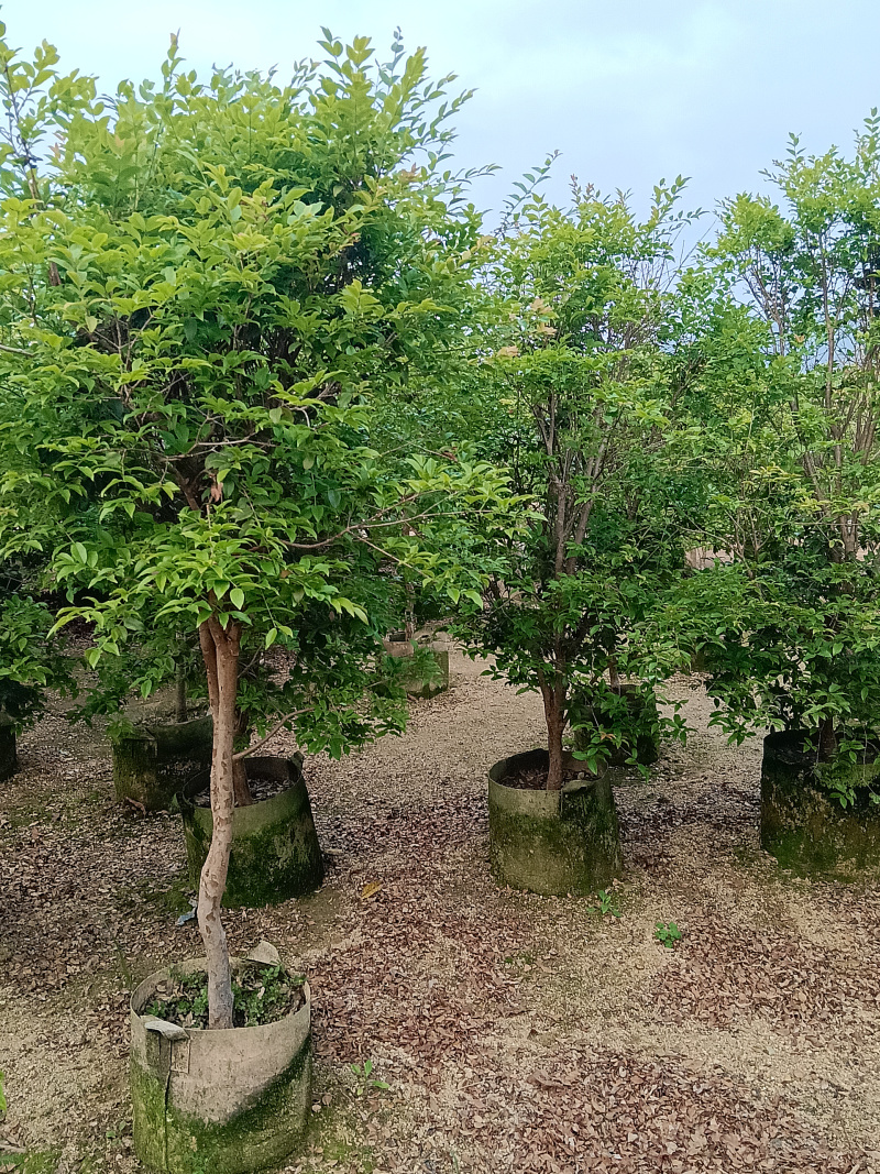 沙巴树葡萄嘉宝果/福利99块/棵。100棵起拿