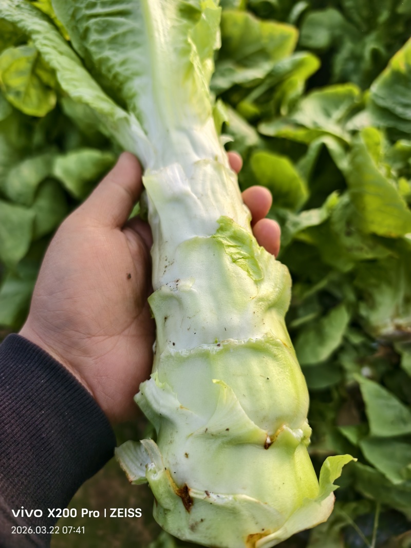 莴苣，香笋正式上市，电商，超市，市场货应有尽有。