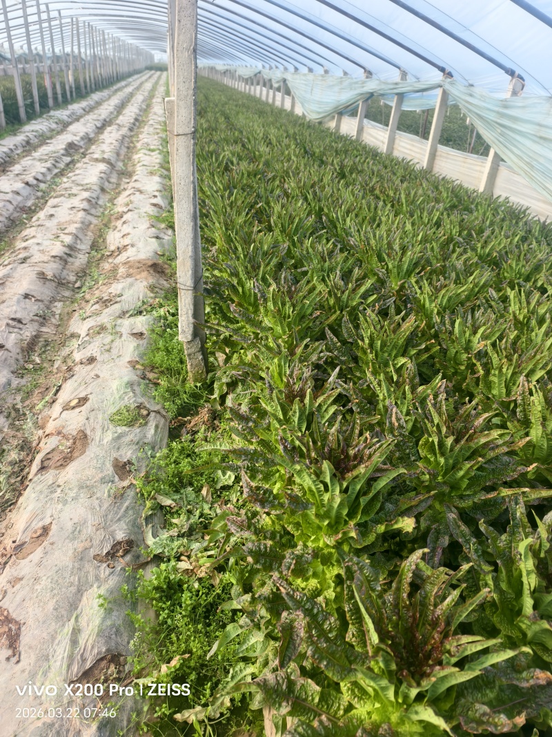 莴苣，香笋正式上市，电商，超市，市场货应有尽有。