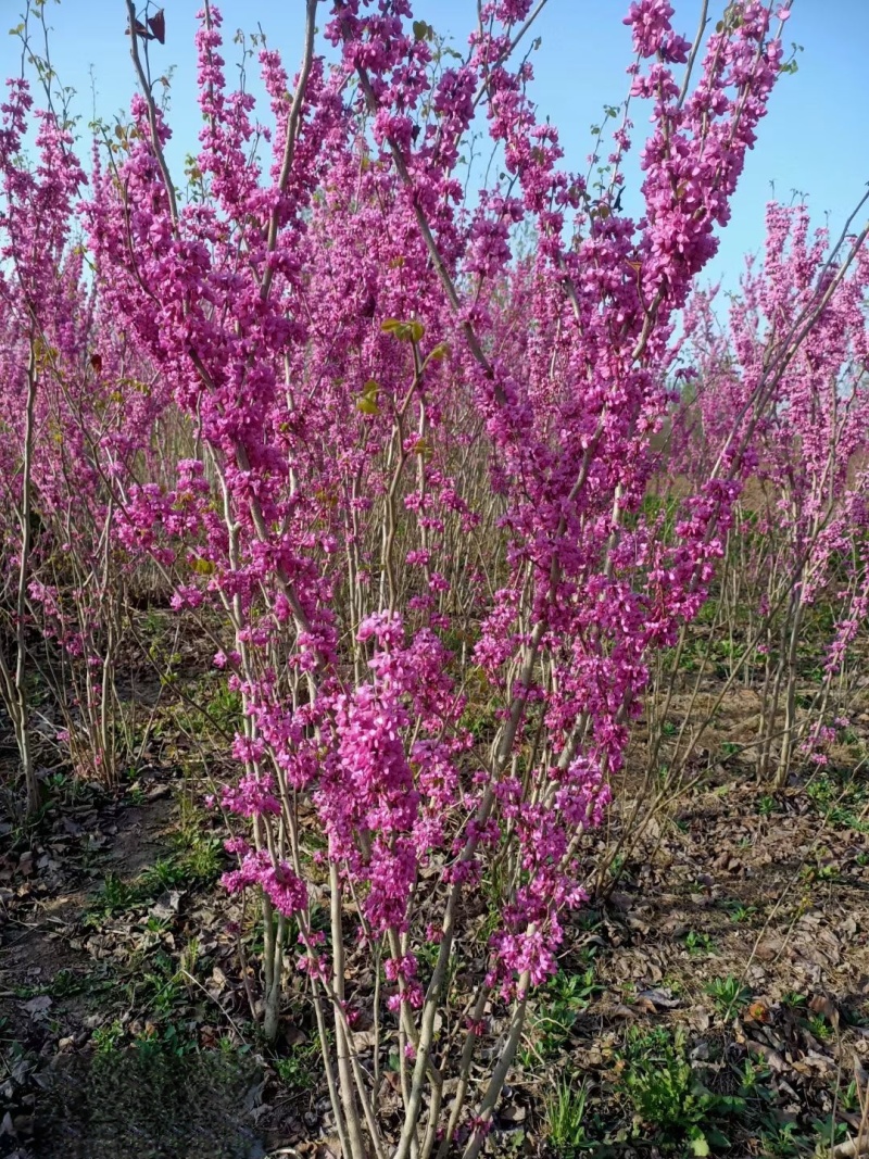 丛生紫荆花基地批发高杆紫荆供应价格
