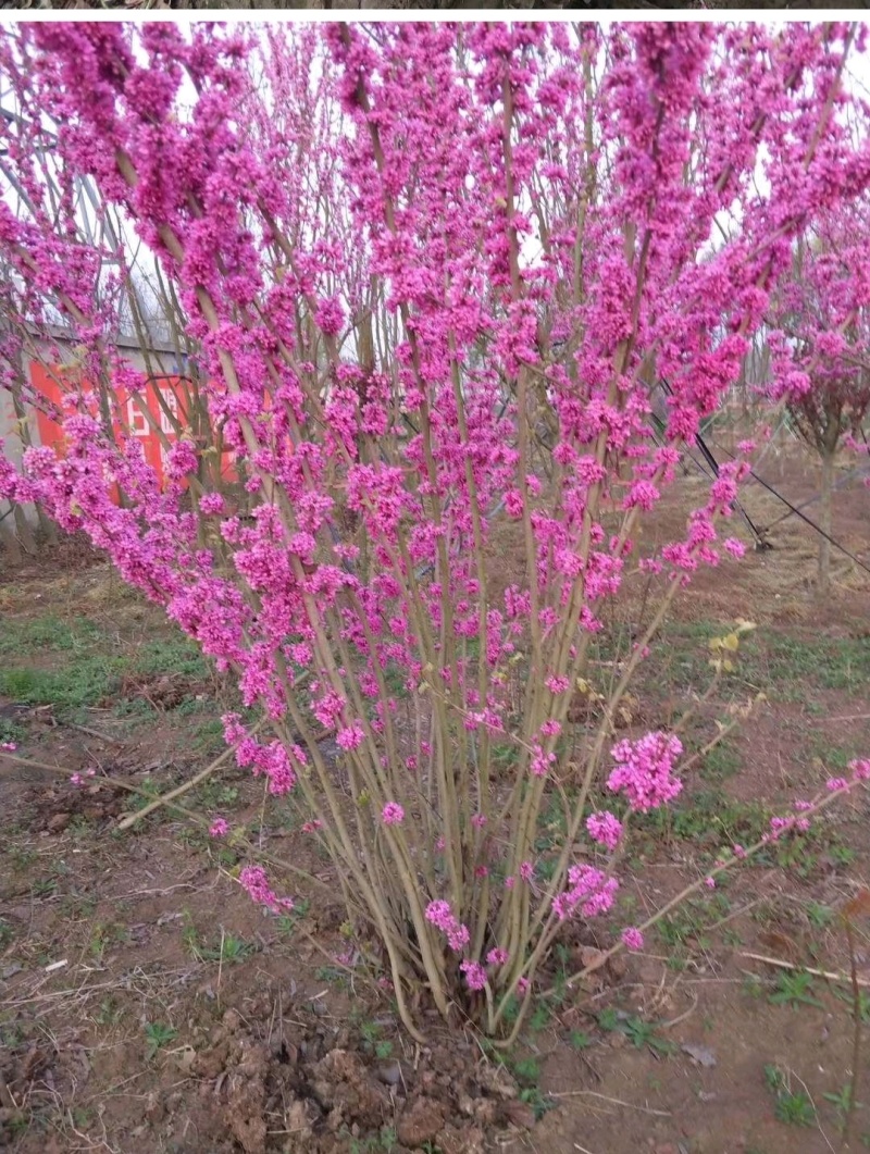 丛生紫荆花基地批发高杆紫荆供应价格
