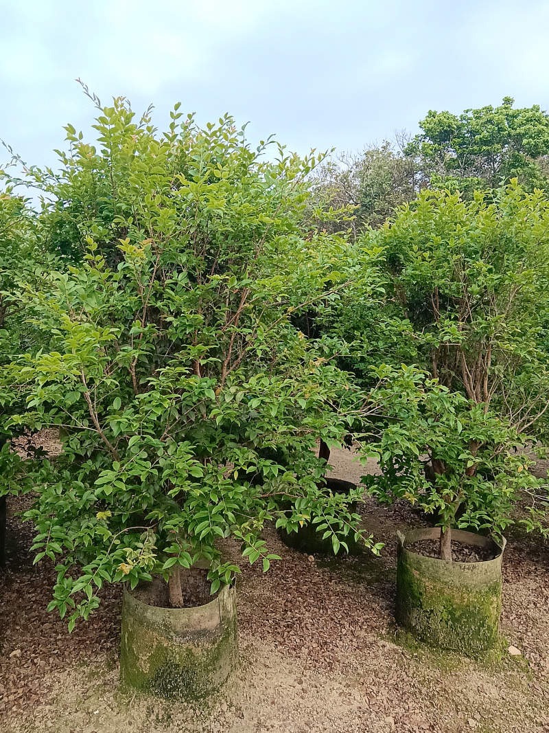 沙巴树葡萄嘉宝果/福利99块/棵。100棵起拿
