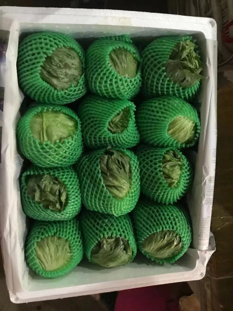 基地直发球生菜