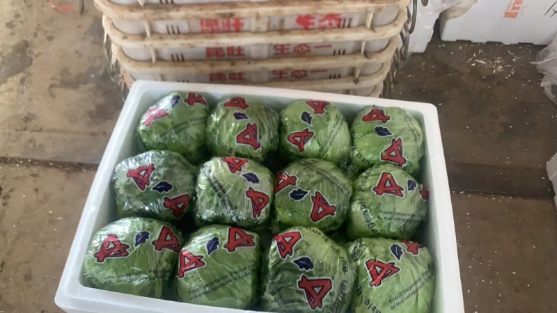 基地直发球生菜