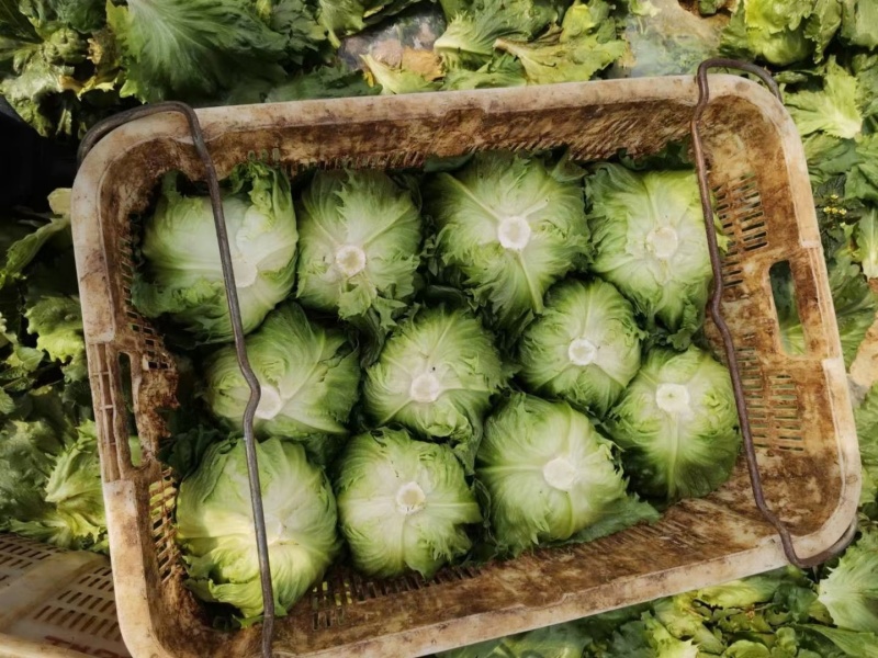 基地直发球生菜