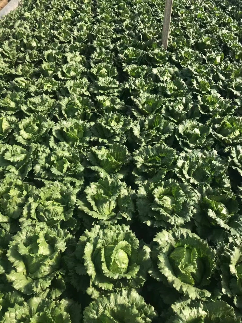 基地直发球生菜
