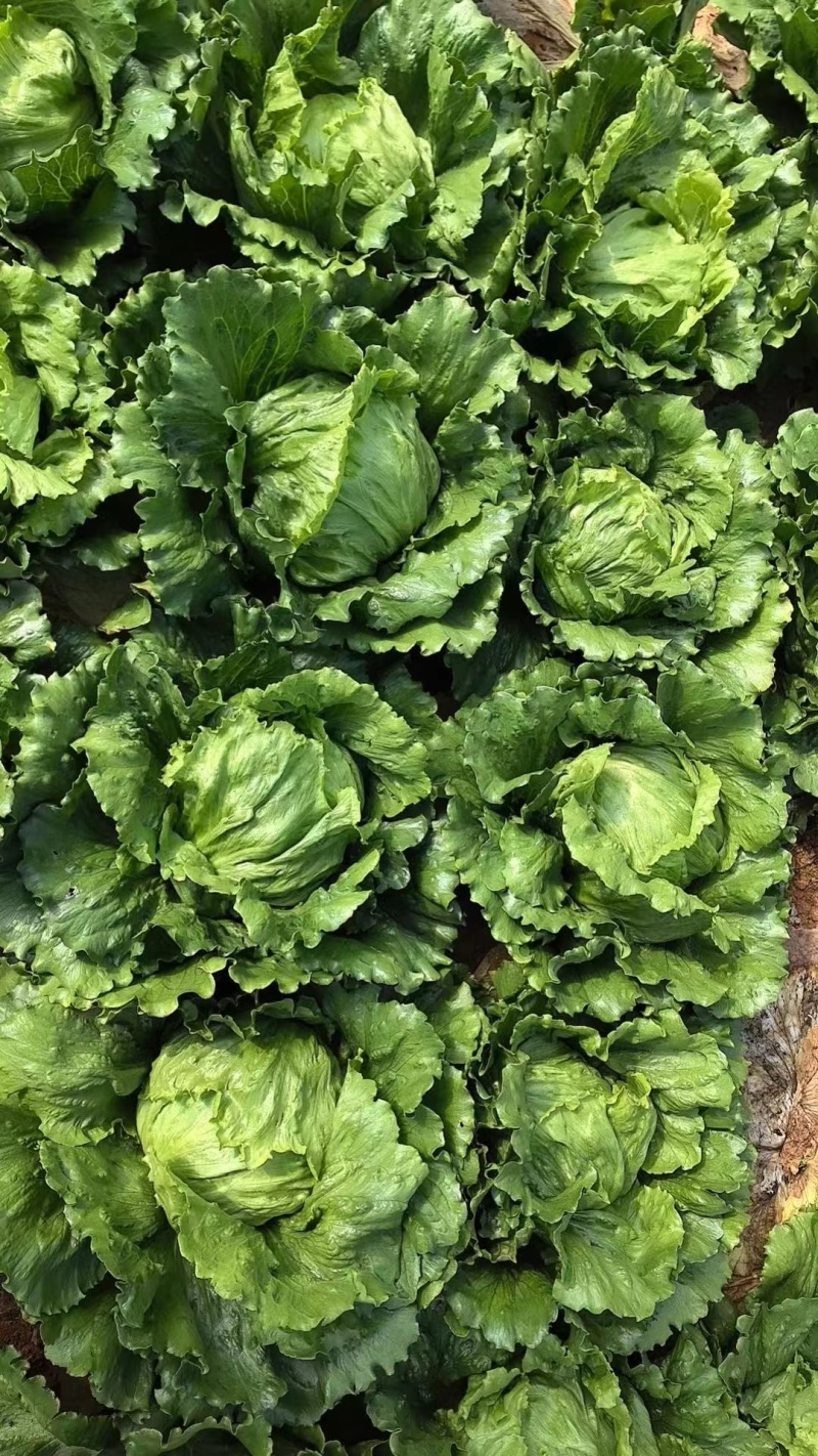 基地直发球生菜