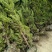 塔柏树圆柏低价龙柏树50/3米高度供应