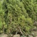 塔柏树圆柏低价龙柏树50/3米高度供应