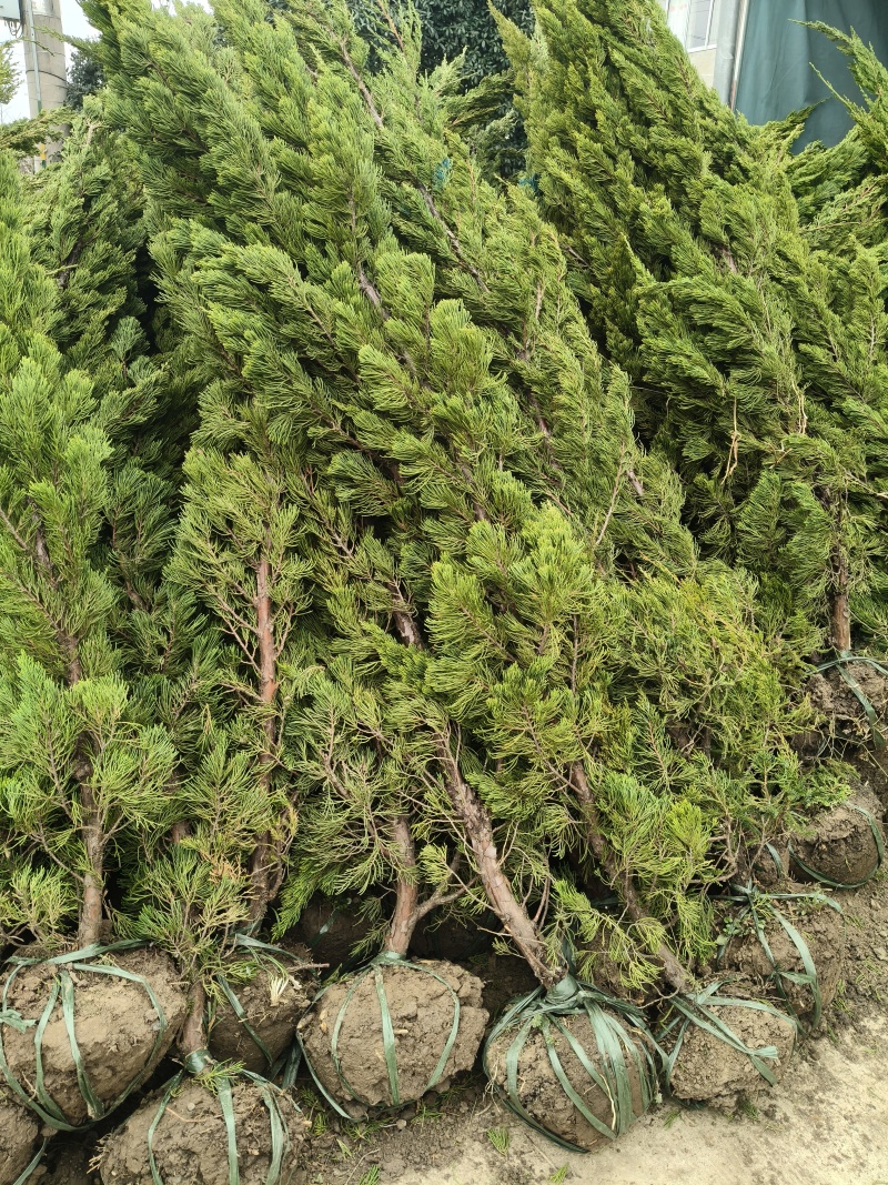 塔柏树圆柏低价龙柏树50/3米高度供应