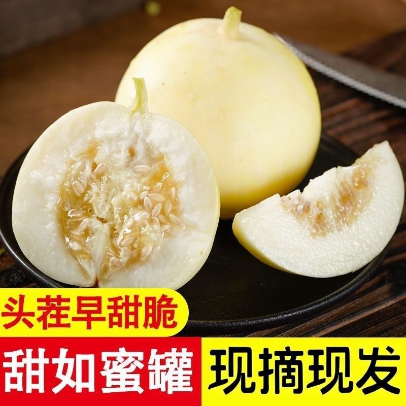 山东头茬小蜜蜂甜瓜早甜脆小蜜罐新鲜直供香甜美网红甜瓜