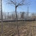 紫藤花大树苗3到4米基地直供销售