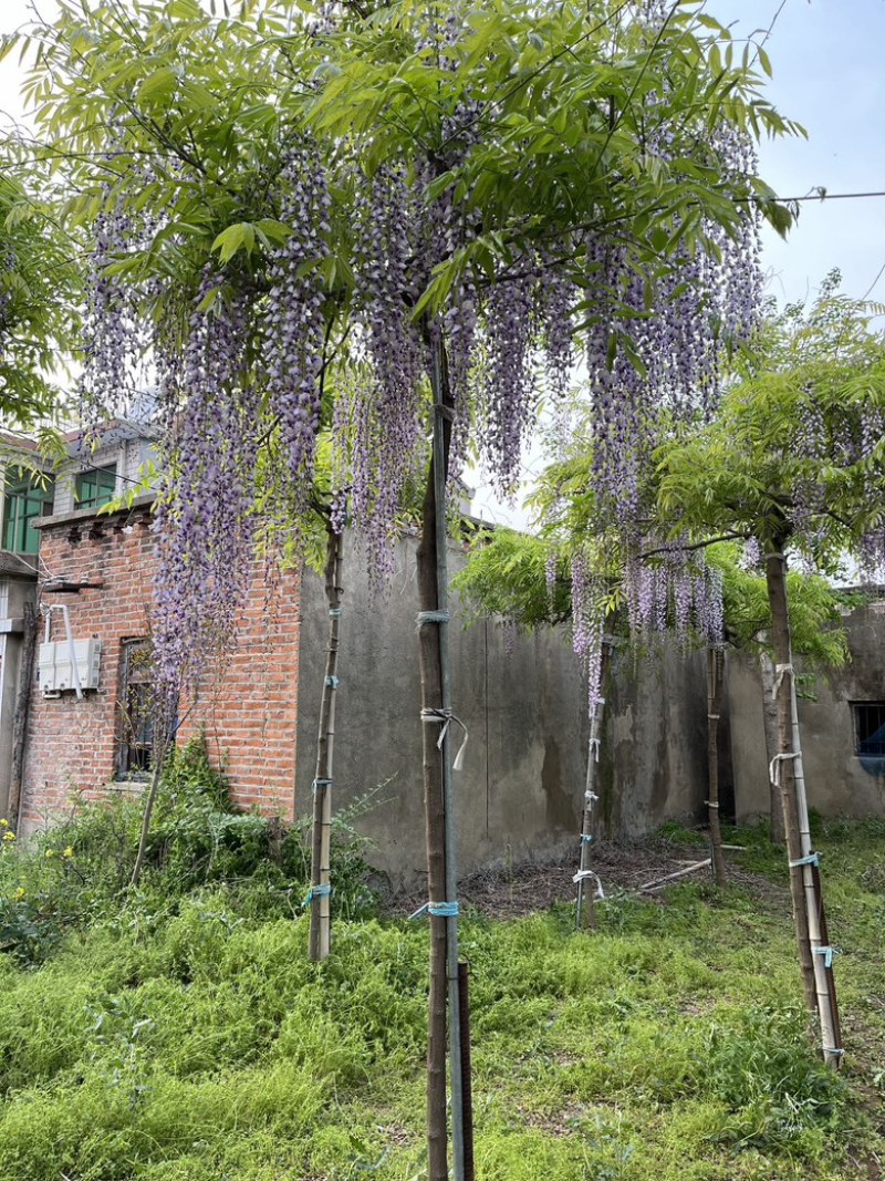 紫藤花大树苗3到4米基地直供销售