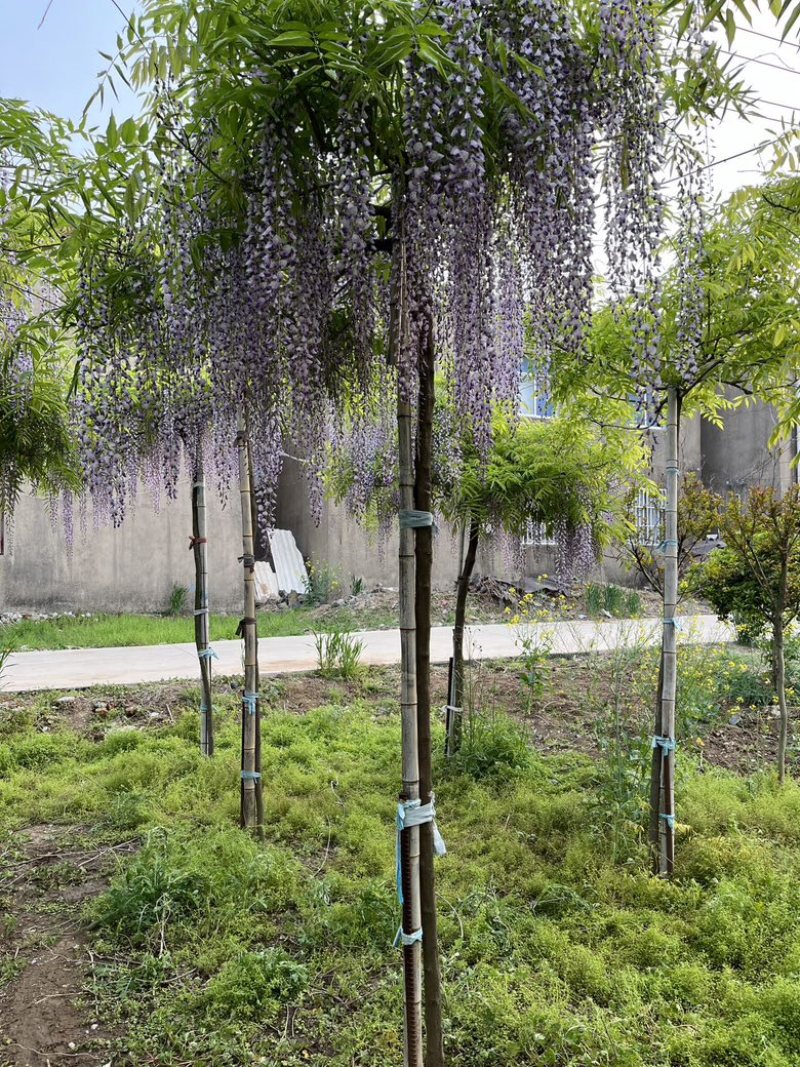 紫藤花大树苗3到4米基地直供销售