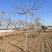 紫藤花大树苗3到4米基地直供销售