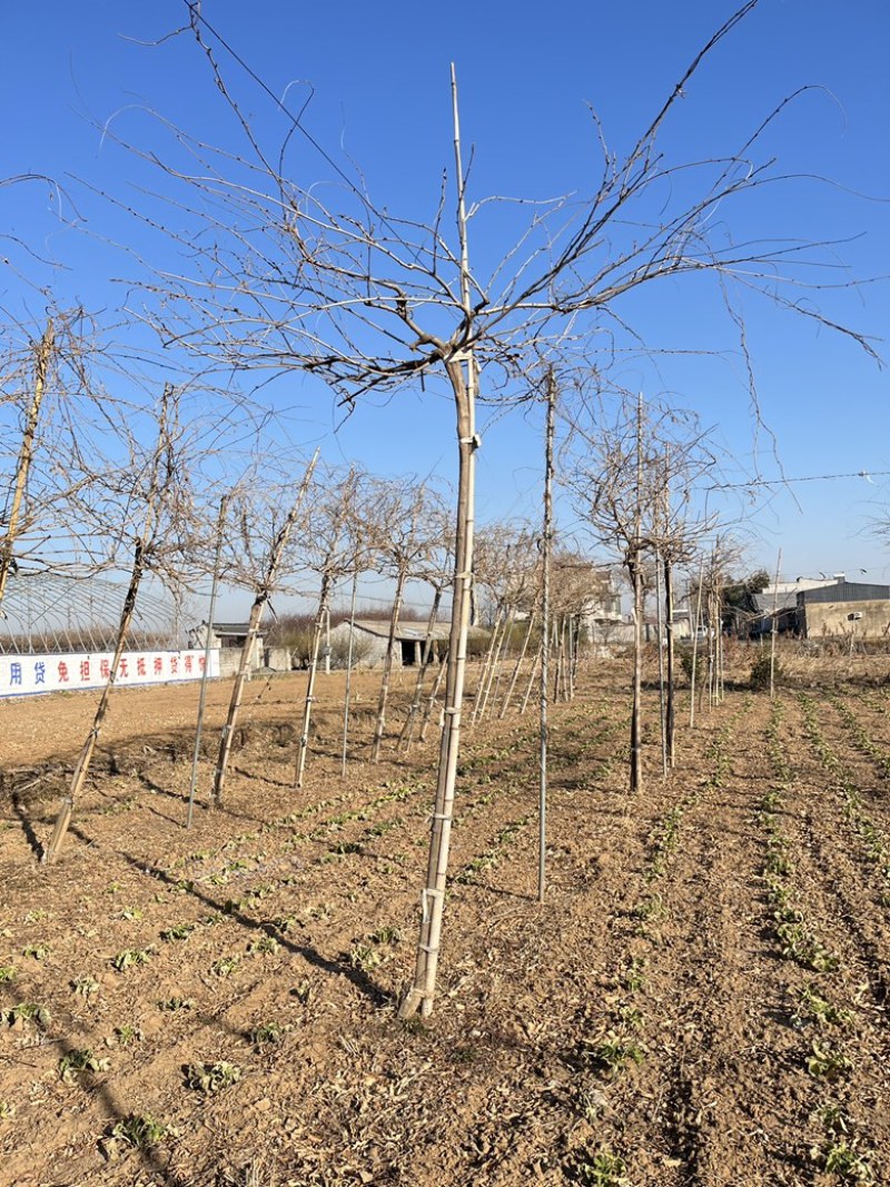 紫藤花大树苗3到4米基地直供销售