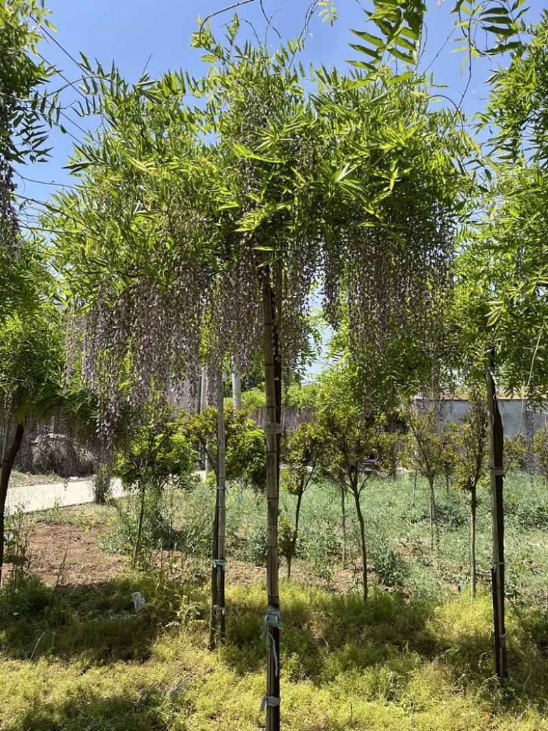紫藤花大树苗3到4米基地直供销售
