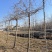 紫藤花大树苗3到4米基地直供销售