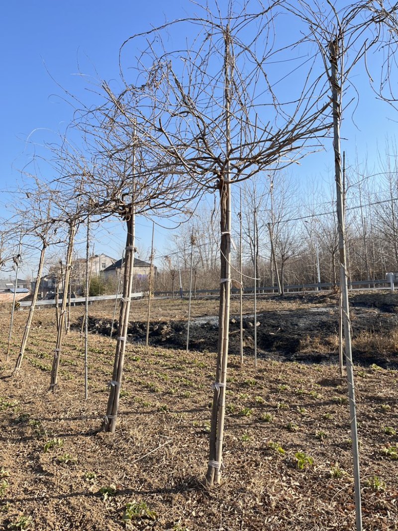 紫藤花大树苗3到4米基地直供销售