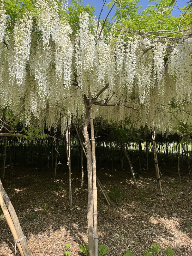 紫藤花树苗多少钱一棵