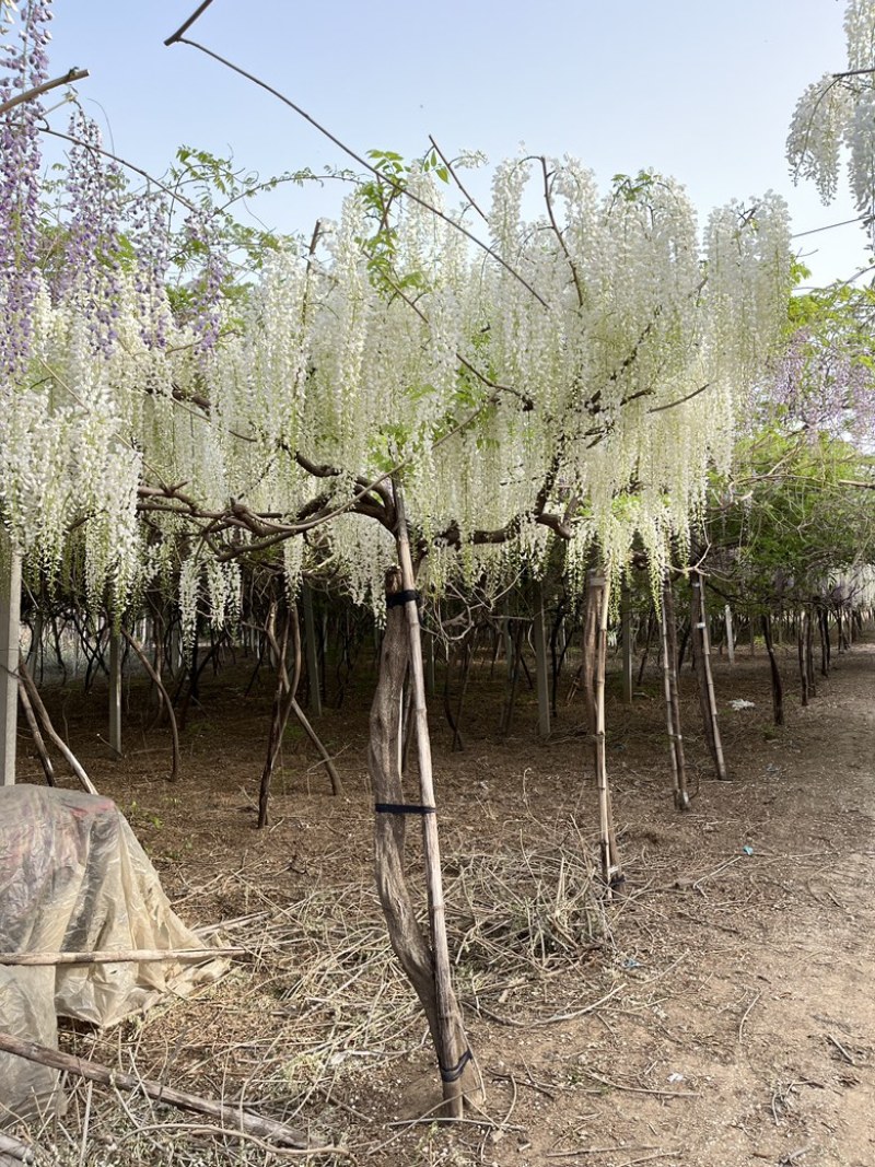 紫藤花树苗多少钱一棵
