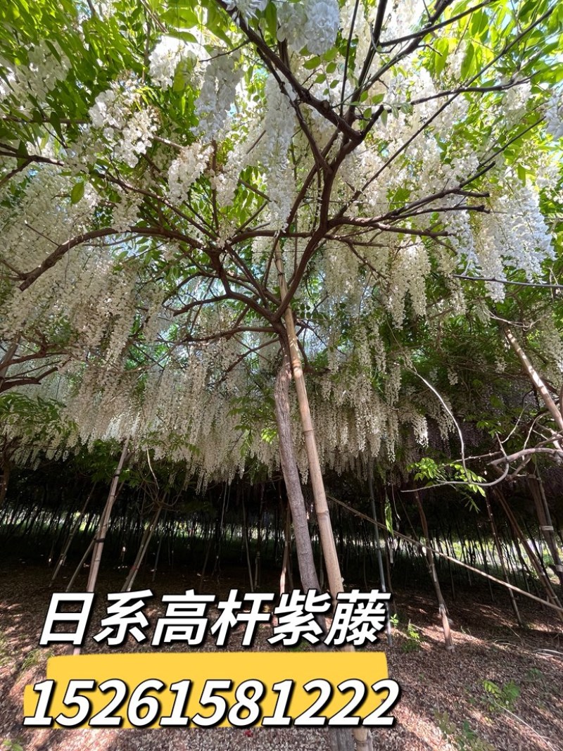 紫藤花树苗多少钱一棵